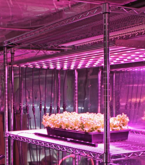 http://egc.tiuconsulting.us/wp-content/uploads/2023/04/led_grow_lights-500x570.jpg